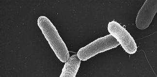 Salmonella Typhimurium